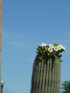 Downtown Tempe